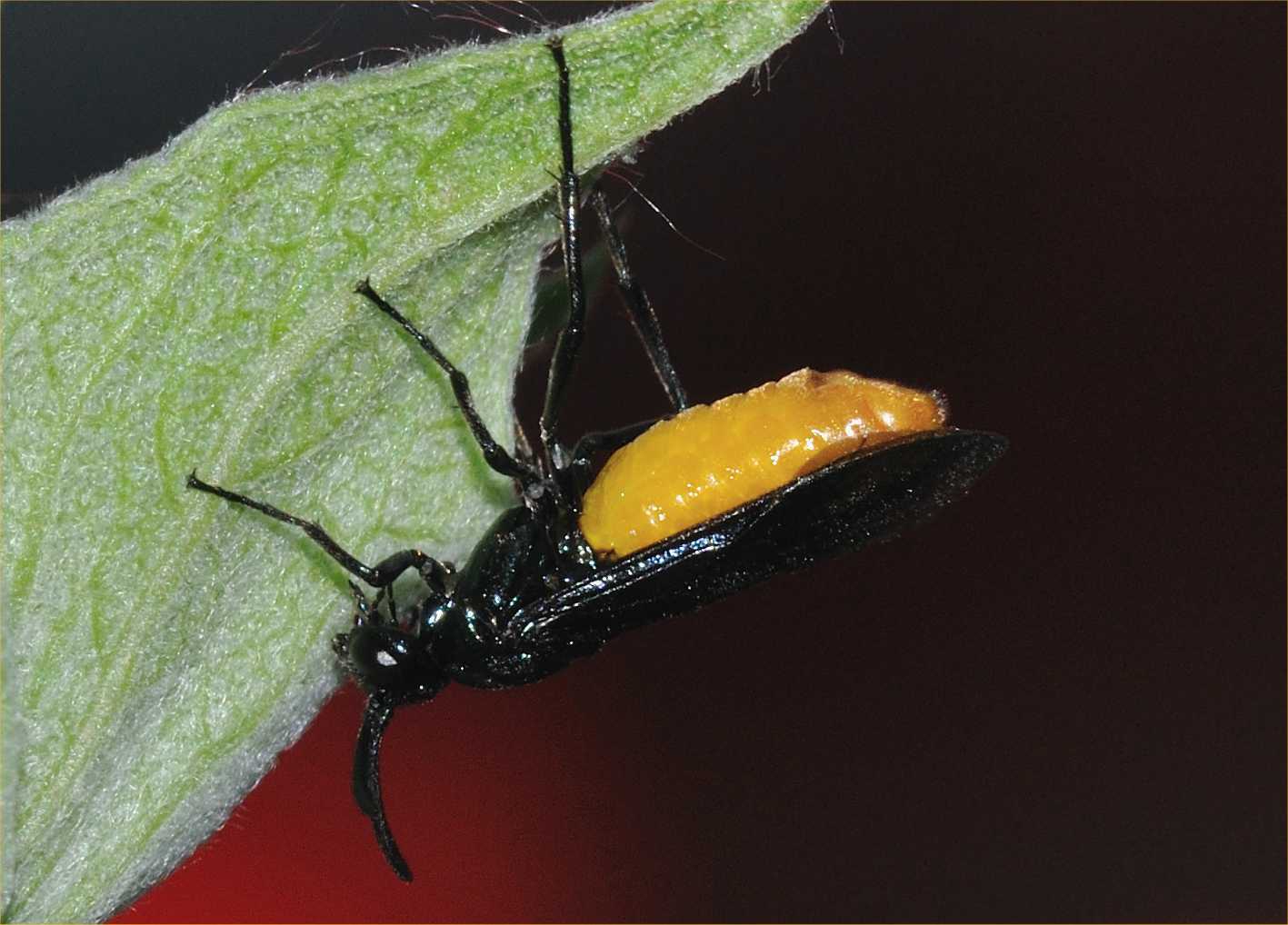 Braconidae e Argidae entrambi di colore giallo nero